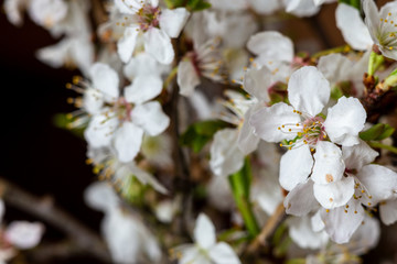 White flowers on a branch of apple tree
