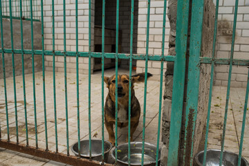 Homeless dog behind bars of a dog shelter.