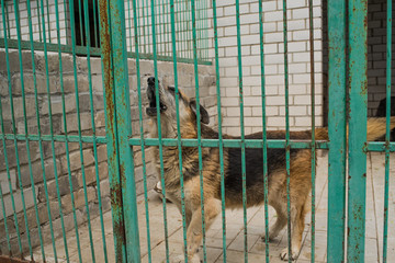 Homeless dog behind bars of a dog shelter.