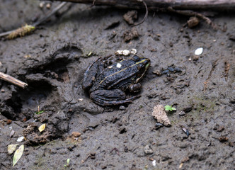 river gray frogs in the river bask in the sun