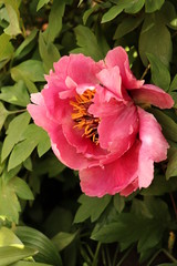 Spring peonies flowers