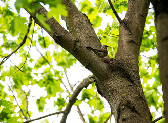 Obraz premium bright fox bird on a tree in natural conditions