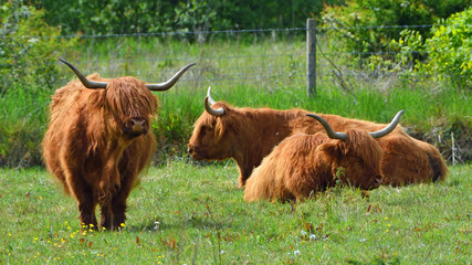 Highland  cattle  in field  a group of three.