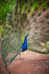 Obraz premium Indian peafowl with open train (Pavo cristatus)