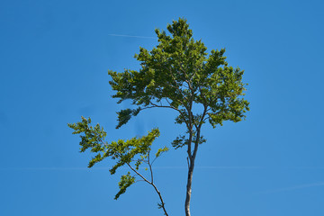 Sommet de l'arbre .