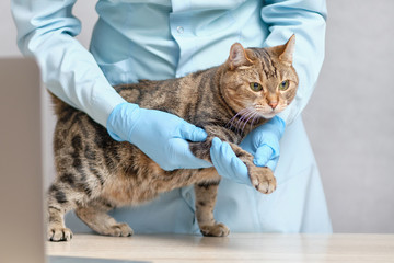 A veterinarian with gloves does massage of the cat paws.