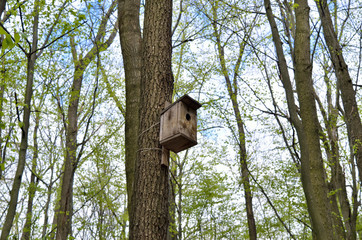 Birdhouse on a high tree in the forest