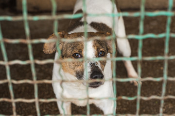 Homeless dog behind bars of a dog shelter.