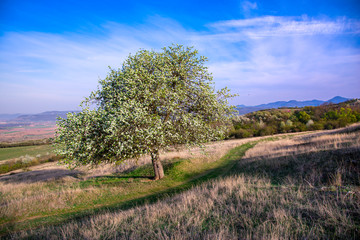 Fototapeta premium Springtime landscape