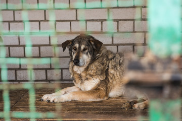 Homeless dog behind bars of a dog shelter.