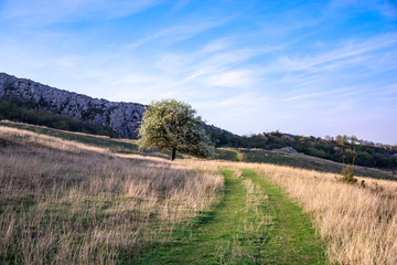 Springtime landscape