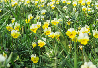 Obraz premium Yellow flowers in green grass