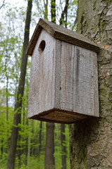 Birdhouse on a high tree in the forest