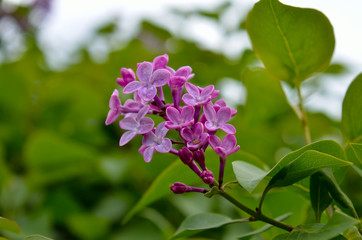 A young lilac blossomed among green leaves in spring.