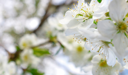 White cherry blossoms on a branch