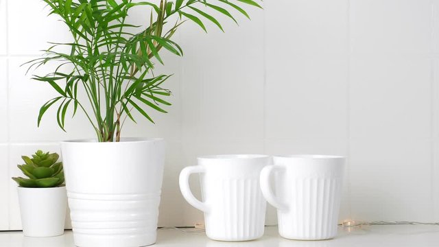 Tea cups, green palm plant and succulent on white kitchen table. Closeup. Nobody