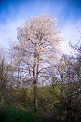 Springtime landscape