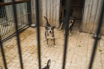 Many stray dogs behind bars of a dog shelter.