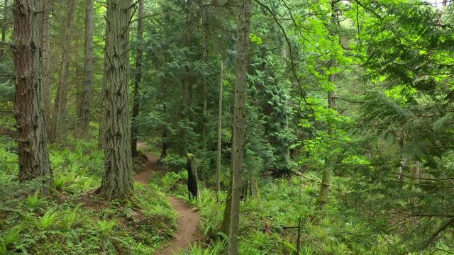 Pacific Northwest Rain Forest Trail. New springtime greenery is evident in the verdant green sword ferns and the tiny wildflowers along a path lined with fir, hemlock and cedar trees.