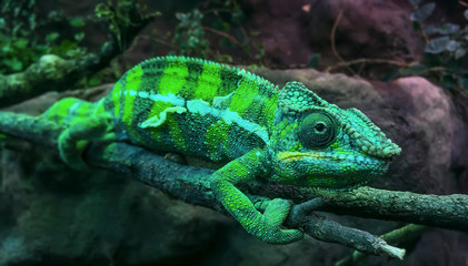 Green Panther Chameleon Furcifer pardalis leaning on a stick
