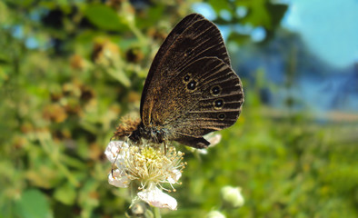 Obraz na płótnie Canvas Ringlet Butterfly Aphantopus hyperantus Drinking Nectar From a White Flower