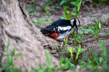 variegated curious woodpecker on a tree in the forest in vivo