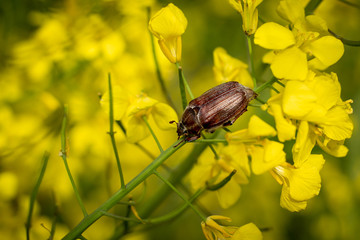 The cockchafer called also May bug or doodlebug is beetle from family Scarabaeidae genus Melolontha. Eats buds of oilseed rape (canola) plants.