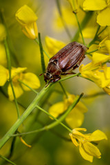 The cockchafer called also May bug or doodlebug is beetle from family Scarabaeidae genus Melolontha. Eats buds of oilseed rape (canola) plants.