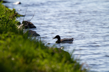 
Prague's Vltava river and the bridge over it in the spring of 2020 and the surrounding architecture