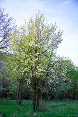 Fototapeta premium Flowers tree in the spring