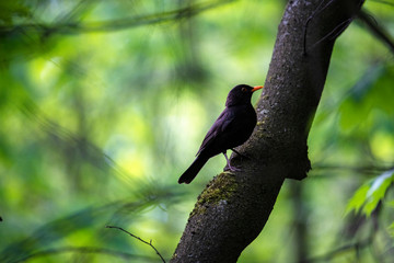 black starling flew to the feeding trough to peck seeds in the forest