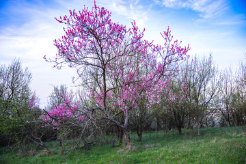 Obraz na płótnie Canvas Flowers tree in the spring