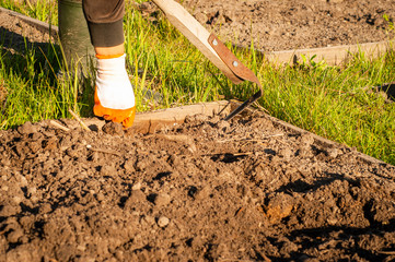 Use the Fokin ploskorez to remove weeds in the garden.