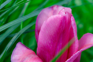 Purple Tulip on a green background