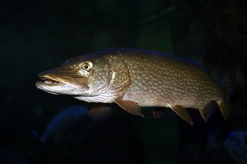 Freshwater fish pike perch (Sander lucioperca)