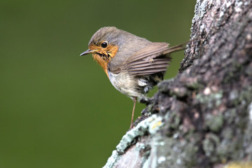 Robin bird perched on tree trunk