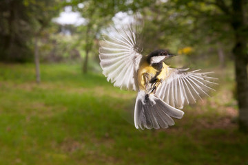 Great tit (Parus major)  a passerine bird in the tit family Paridae in flight