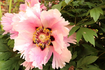 Spring peonies flowers