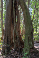 Stilted trees, Illahee Park