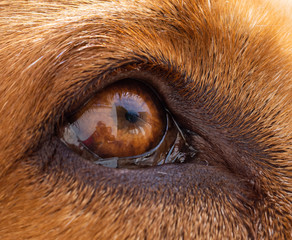 Detail of a dog's eye with the photographer reflected in his cornea