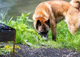 red dog came to a barbecue in the forest