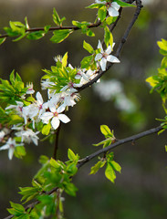 soft focus white flower spring time blossom season garden floral nature photography and unfocused outdoor background space scenery