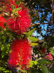 Warm weather brings blooming flowers in Marina del Rey