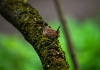 amazing vibrant forest birds in the forest in vivo