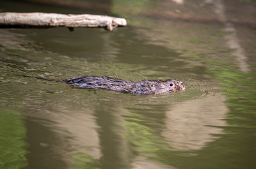 otter water rat in a forest river in vivo