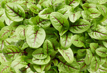 Fresh micro green sorrel leaves. Background of Red veined sorrel. Top view.