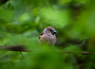 amazing vibrant forest birds in the forest in vivo