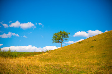 Obraz premium Spring tree on the hill