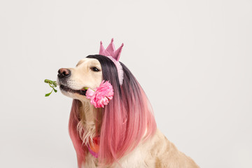 Funny dog in wig and with flower on light background