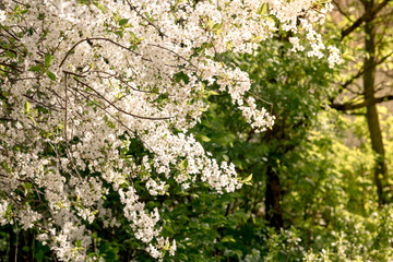 Beautifully blossoming tree branch apple. Blooming tree branches Cherry with white flowers natural background. Abstract spring floral background. Spring flowers. Easter. Allergy season. Spring concept